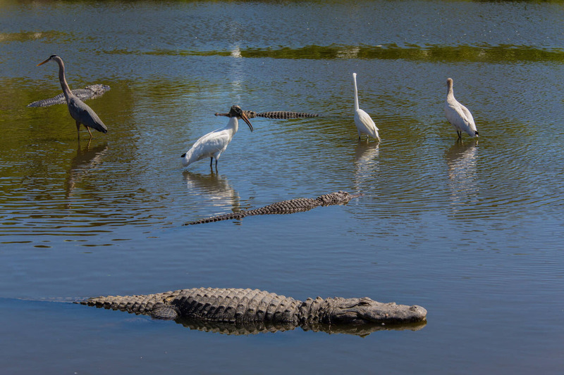 alligator social behavior and group gathering near water