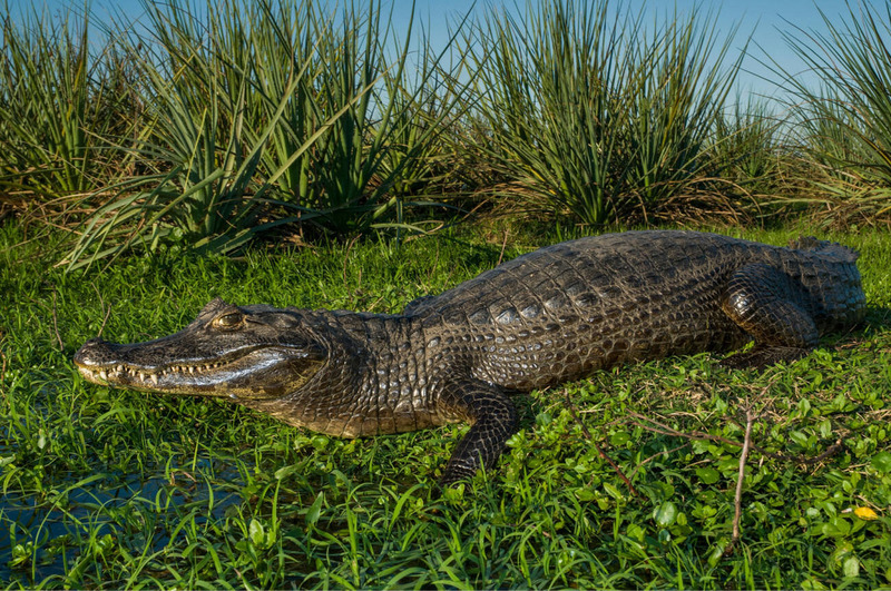 black caiman active at dawn with sharp senses and hunting behavior near riverbank