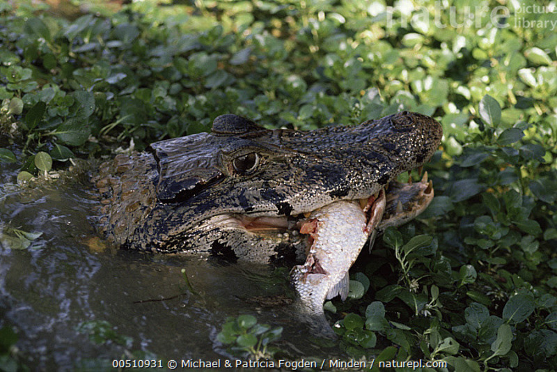 black caiman hunting technique and swift capture of prey in river habitat