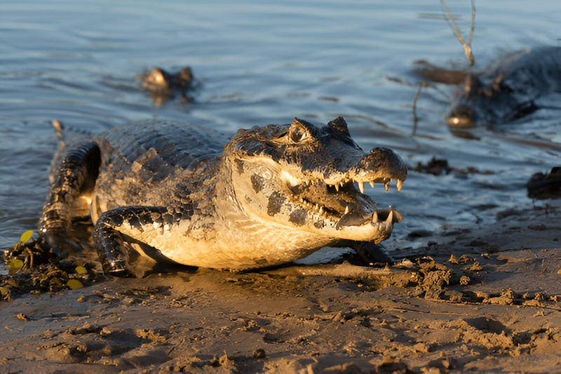 black caiman swimming with robust tail and graceful movement in river habitat