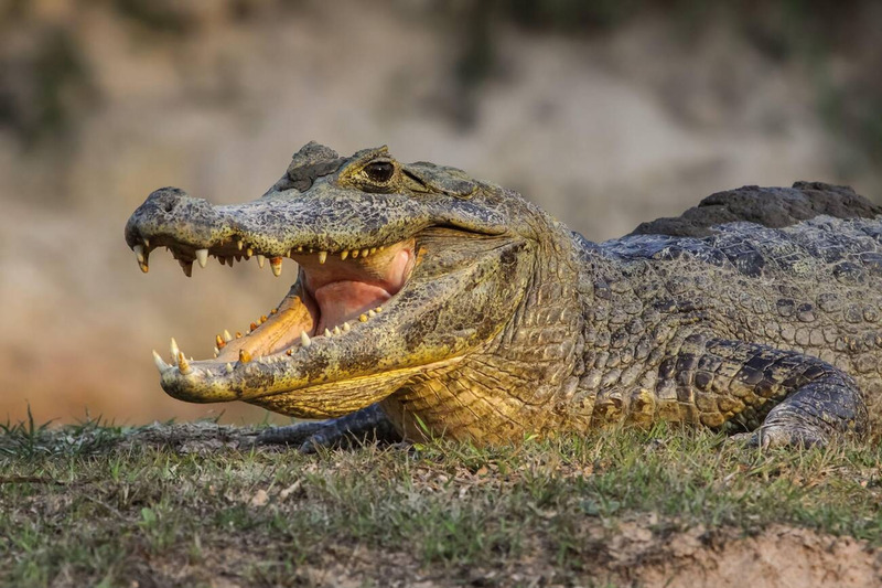 black caiman physical traits and massive skull in river environment