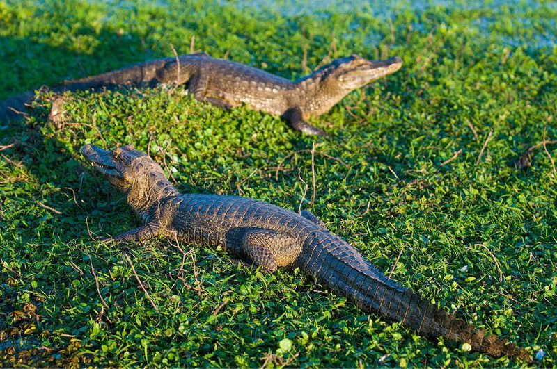 black caimans in congregation demonstrating social behavior and community interactions
