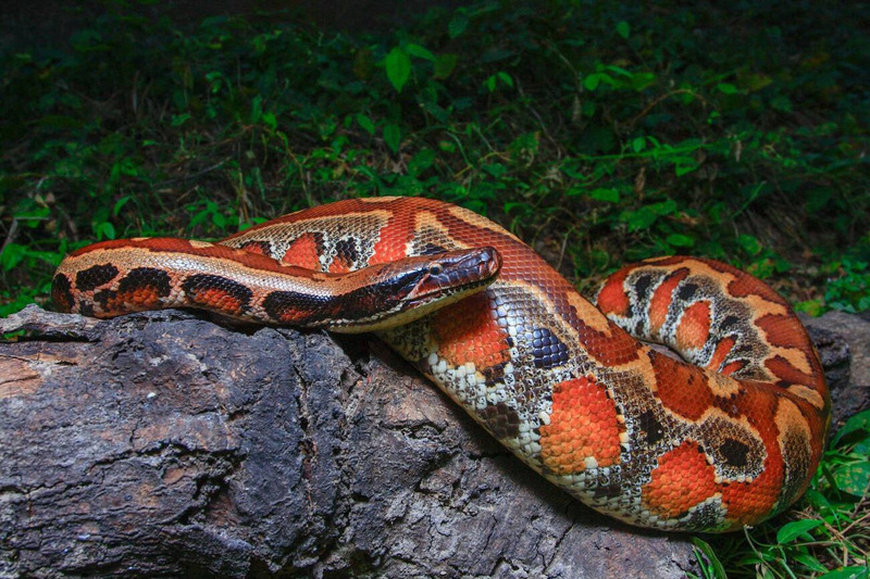blood python activity patterns and strong body movement in natural habitat