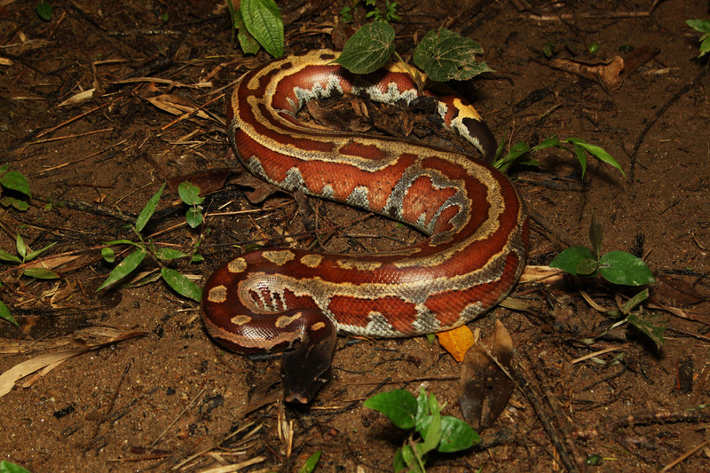 blood python hunting technique and heat-sensitive pits for prey detection