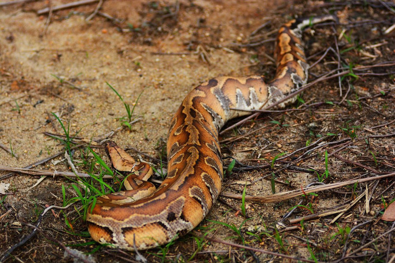 blood python movement and agility on land and water