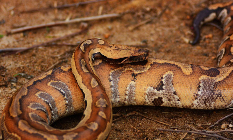 blood python physical traits and red coloration for camouflage