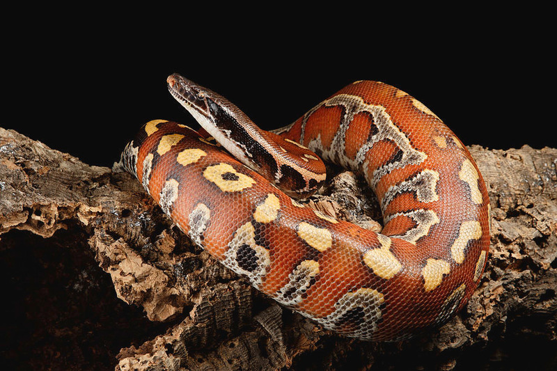 blood python solitary behavior and independent hunting lifestyle