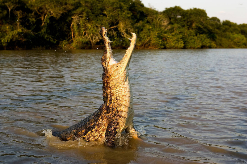 caiman hunting and feeding behavior during dawn in river habitat