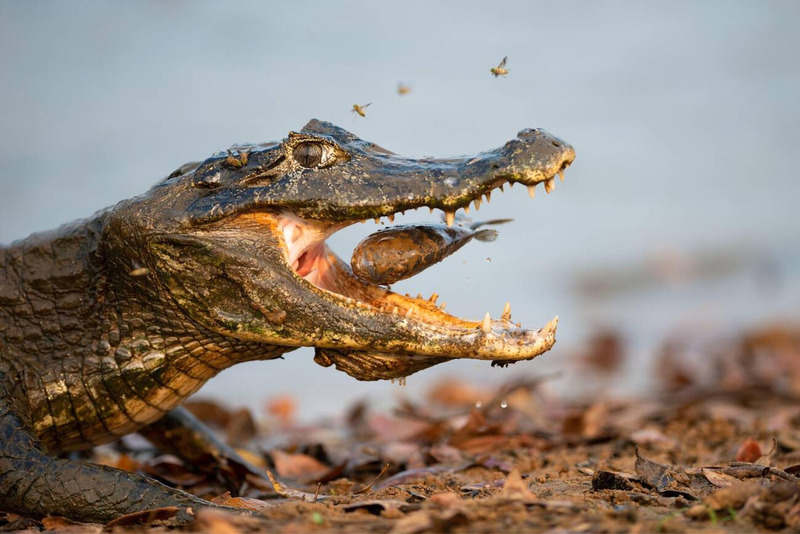 caiman hunting prey with powerful jaws and swift underwater attack