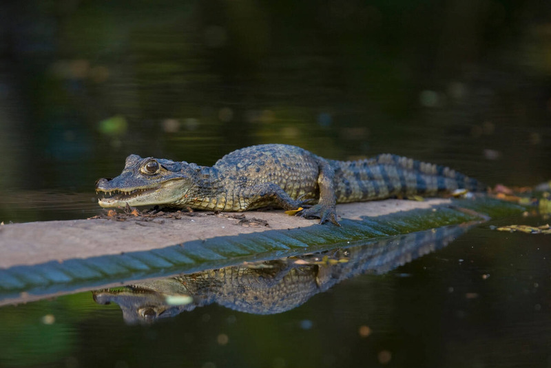 caiman movement on land with graceful posture on log in river habitat