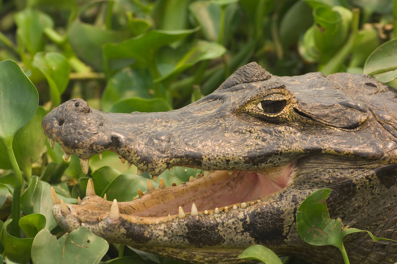 caiman physical characteristics and infraorbital bridge in wetland environment