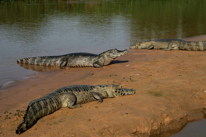 caiman congregating and interacting in natural habitat showing social behavior