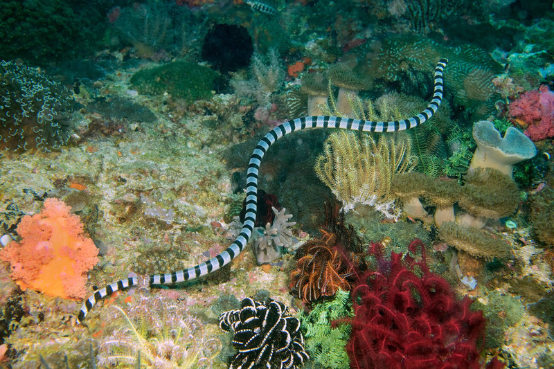 coral reef snake diurnal activity and basking in sunlight on coral reefs