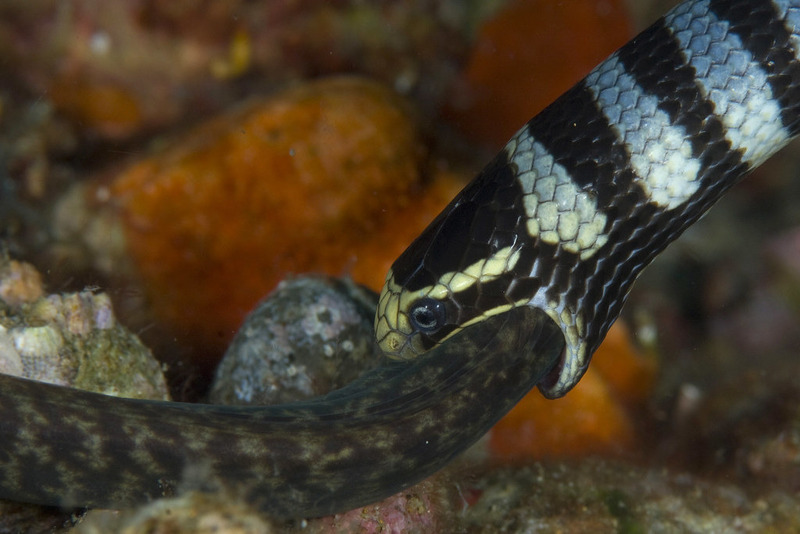 coral reef snake hunting techniques and venomous bite underwater