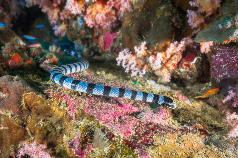 coral reef snake movement on land and in water with sinuous motion