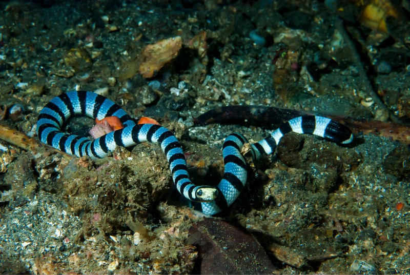 coral reef snake physical characteristics and vibrant banded patterns underwater