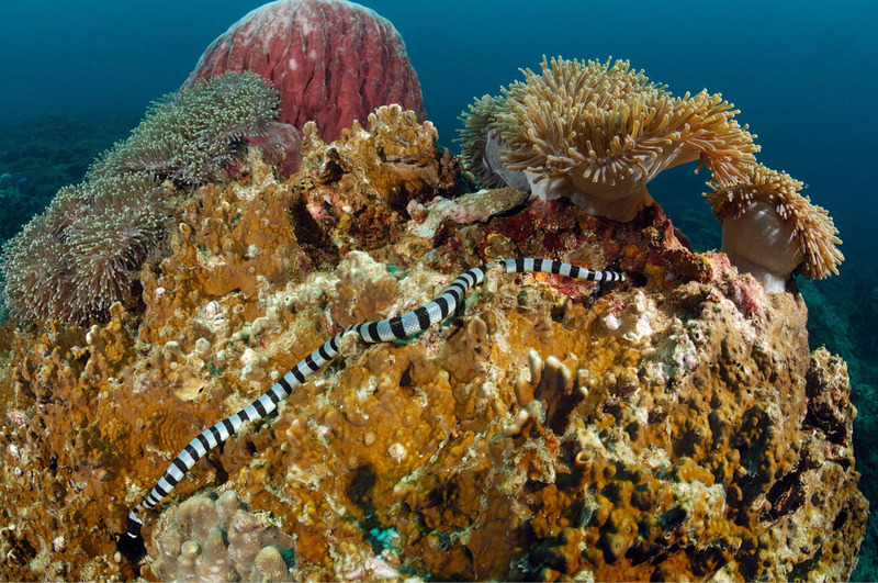 coral reef snake solitary lifestyle and independent movement in coral reef