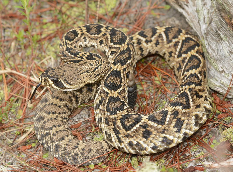 eastern diamondback rattlesnake late evening activity and hunting behavior illustration