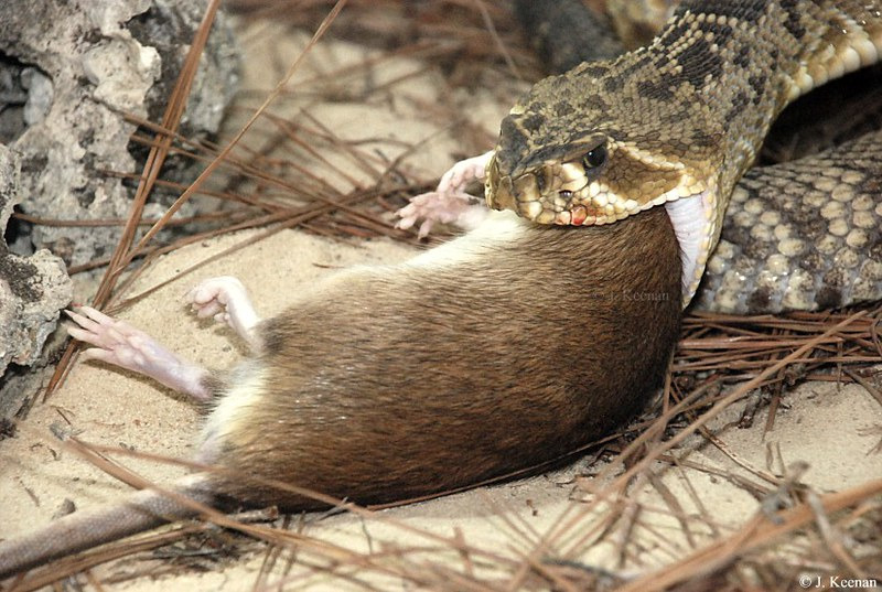 eastern diamondback rattlesnake hunting strategy and heat-sensing pits illustration