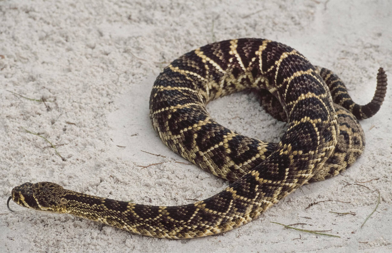 eastern diamondback rattlesnake land and water movement and fluidity illustration