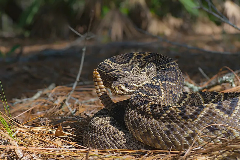 eastern diamondback rattlesnake physical characteristics and rattle defense illustration