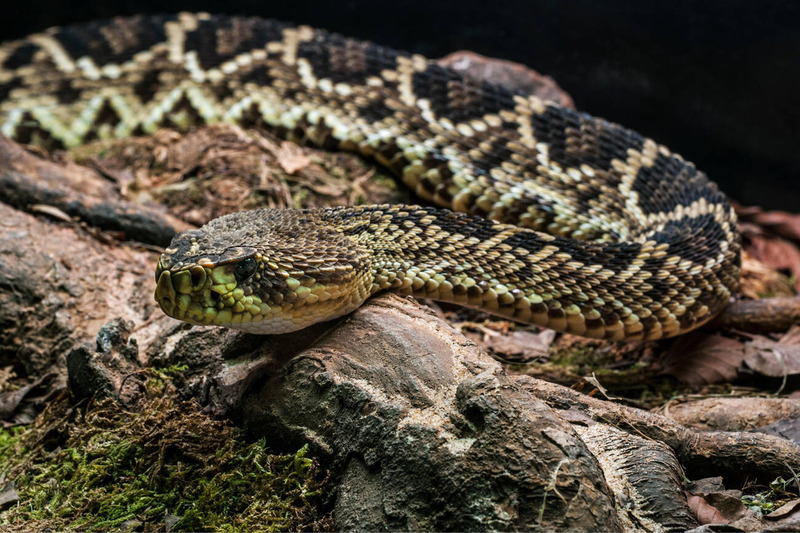 eastern diamondback rattlesnake solitary behavior and territorial defense illustration