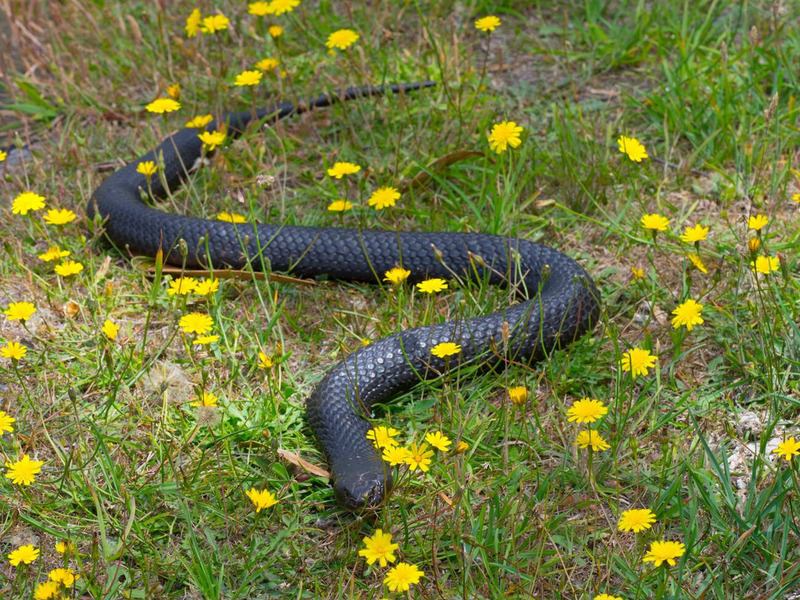 elapid body structure and fluid motion on land for stealthy movement