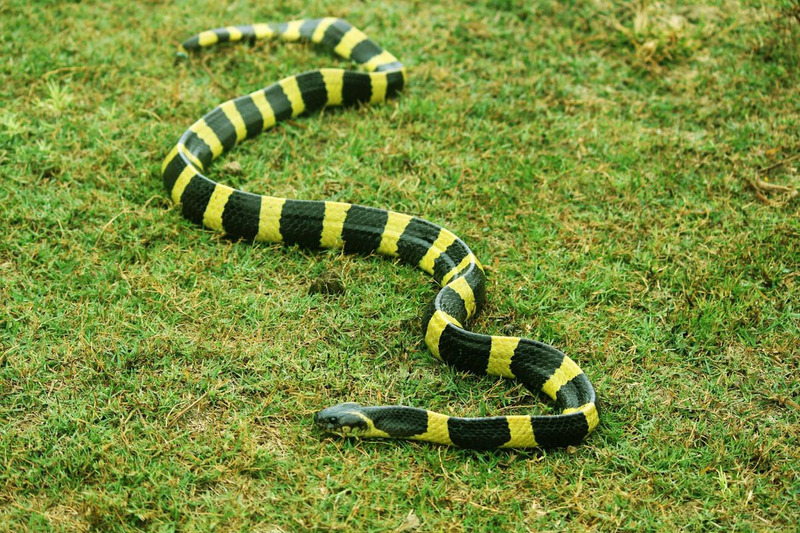 elapid diurnal activity and basking in the sun for energy