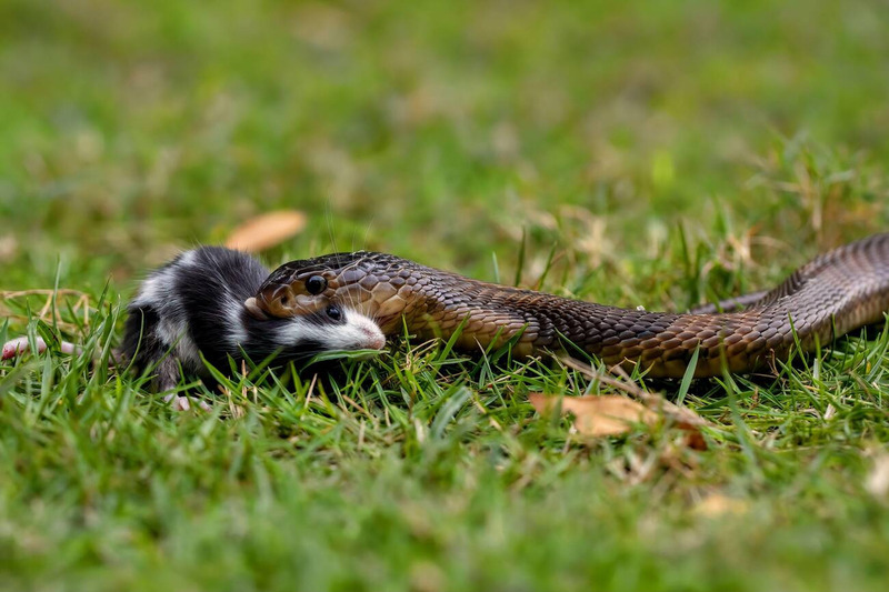 elapid hunting techniques and venomous strike to capture prey