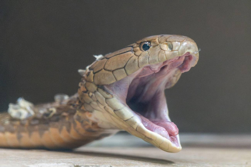 elapid snake characteristics and fixed fangs for venom delivery