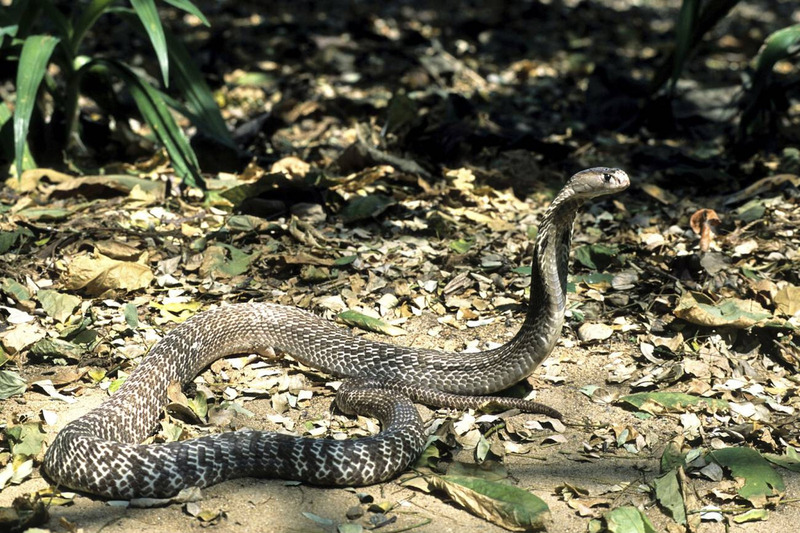 elapid solitary behavior and territorial protection in natural habitat