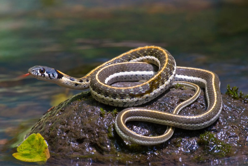 garter snake activity patterns and sun basking for temperature regulation