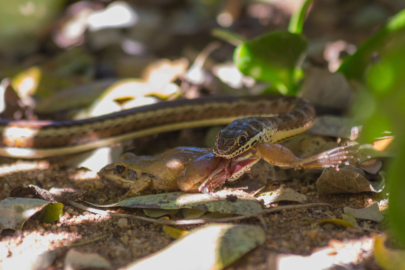 garter snake hunting technique and natural camouflage for prey capture