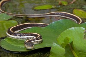 Garter Snakes: Common Species, Behavior, Diet & Habitat