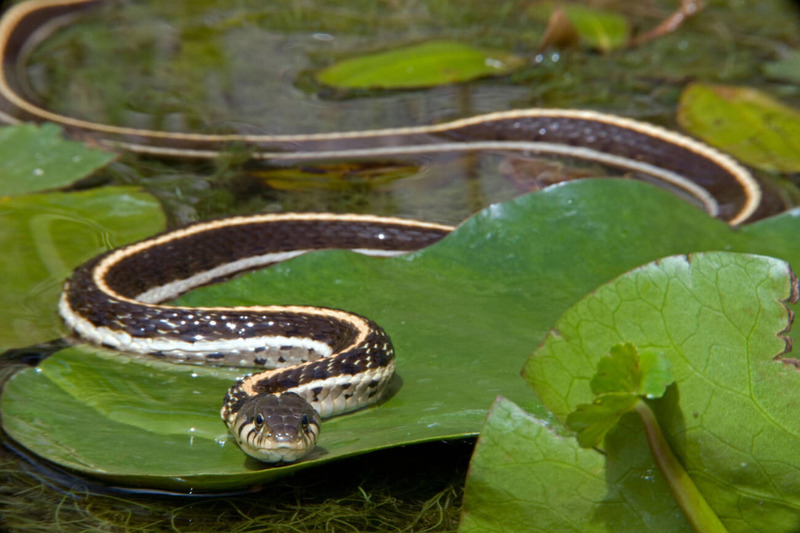 garter snake movement and versatility on land and water
