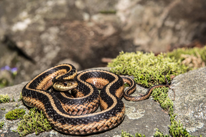 garter snake physical characteristics and cold tolerance adaptation