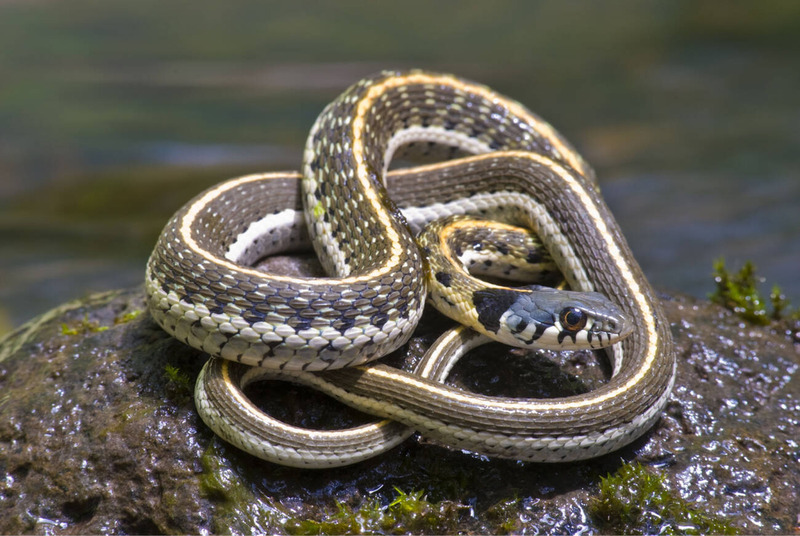 garter snake solitary behavior and sunbathing for temperature regulation