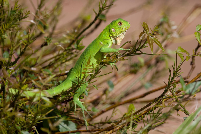 green iguana climbing and tree-dwelling behavior and agility