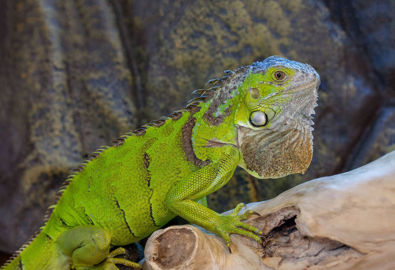 green iguana dewlap and vibrant coloration and arboreal lifestyle