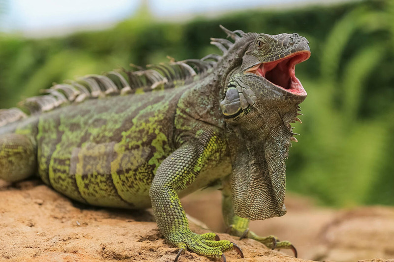 green iguana hunting behavior and strong jaws and adaptability