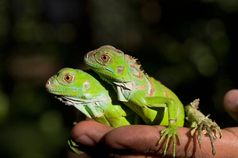 green iguana solitary behavior and independent nature and close interaction