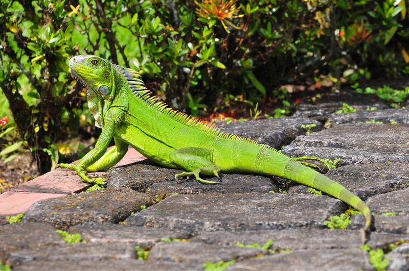 green iguana sunbasking and temperature regulation and early morning behavior