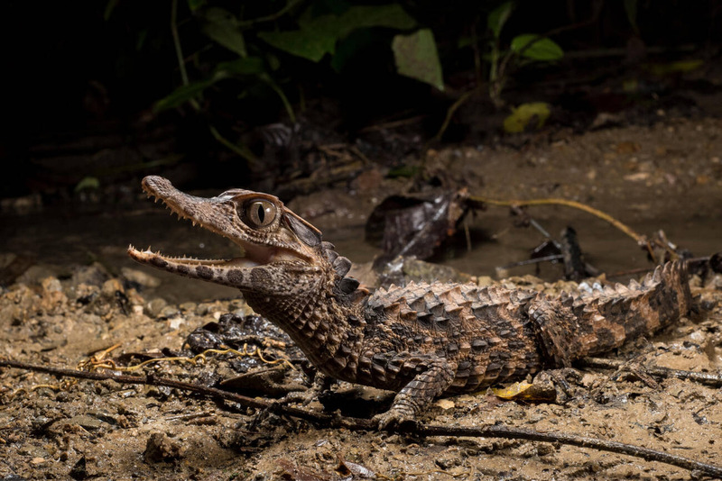 paleosuchus daytime resting and basking in the sun near water