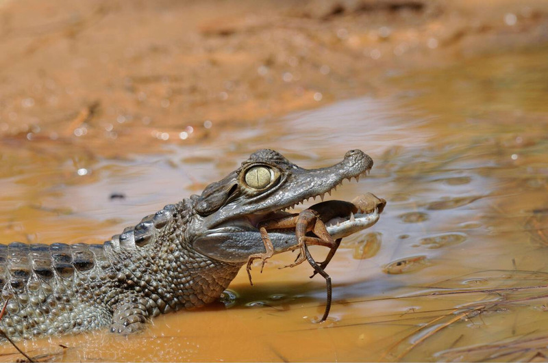 paleosuchus hunting techniques and stealthy movement in water
