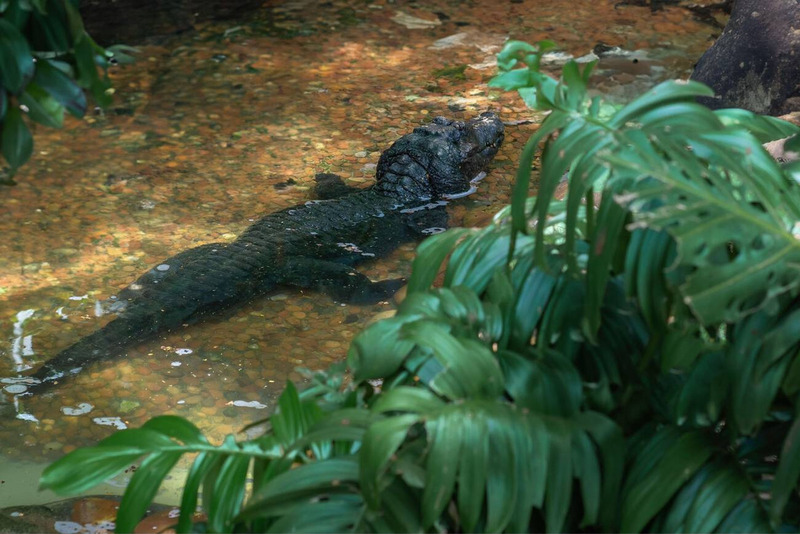 paleosuchus movement versatility and agile land crawling