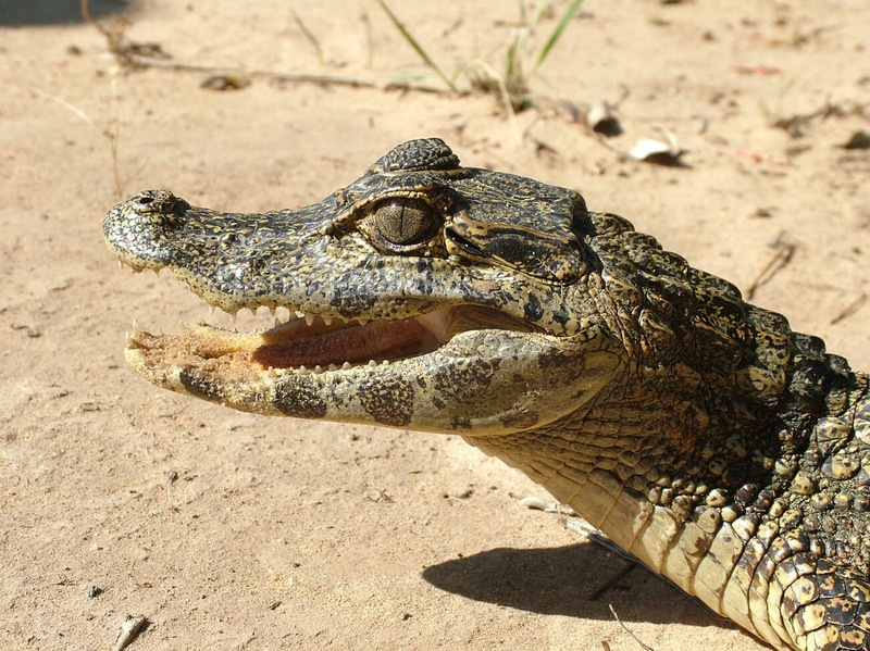 paleosuchus physical characteristics and small size in Amazonian forest