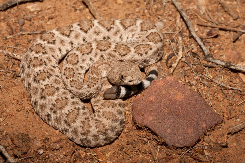 rattlesnake-camouflage-arizona