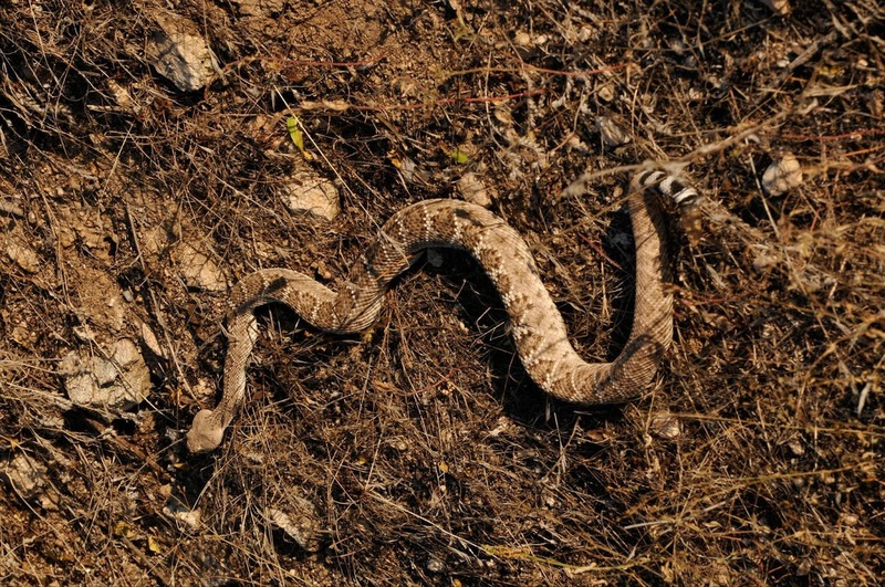 rattlesnake movement and desert terrain adaptability