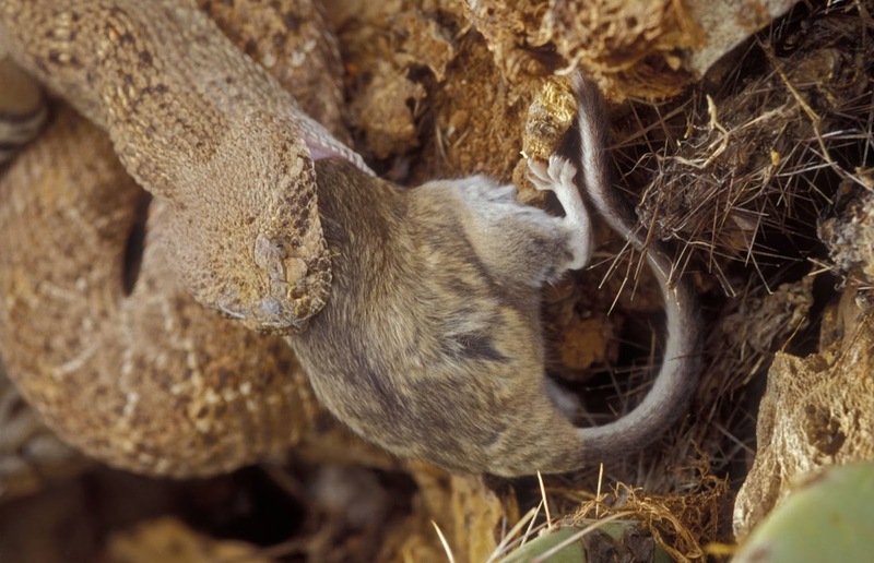 rattlesnake hunting and heat-sensing pits detection