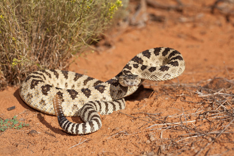 rattlesnake solitary behavior and territorial navigation